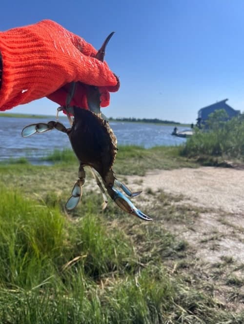Blue crab, off the back-bay marsh