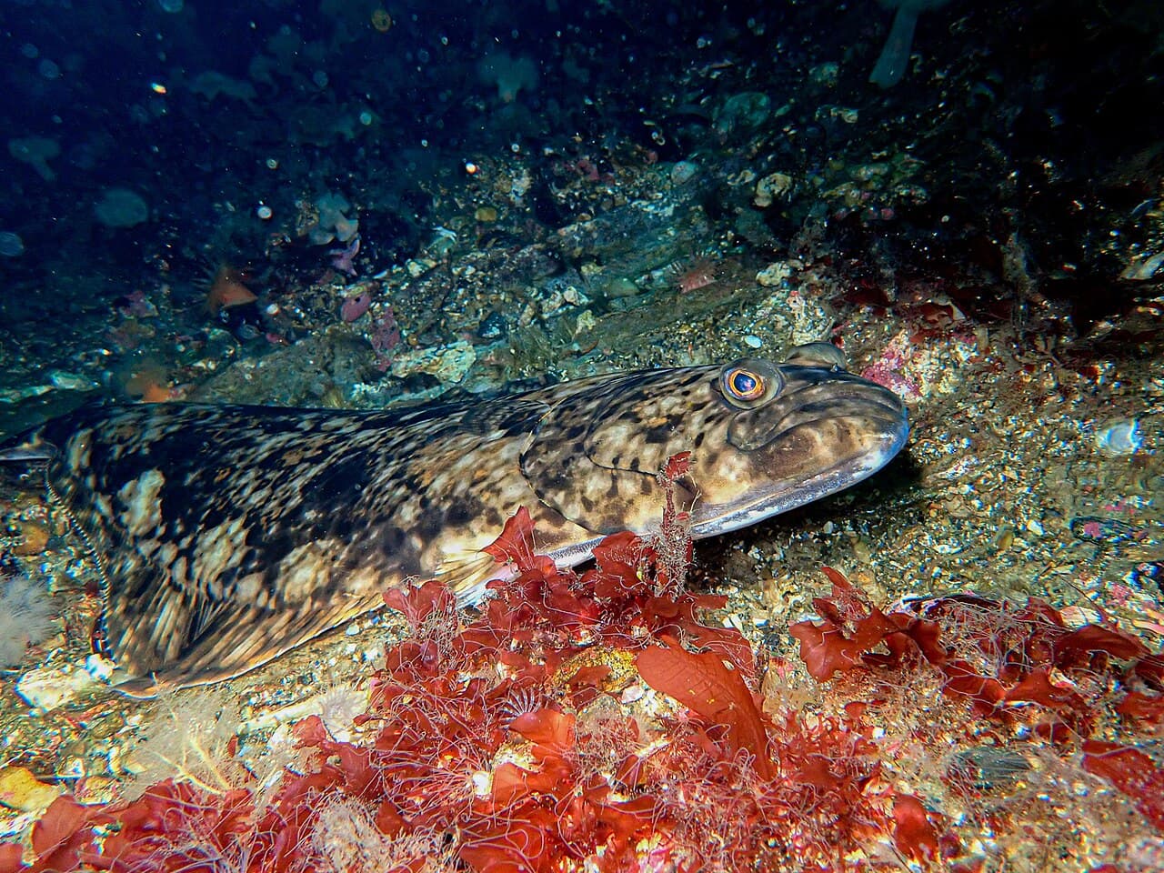 Atlantic Halibut