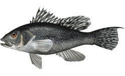 Black Sea Bass