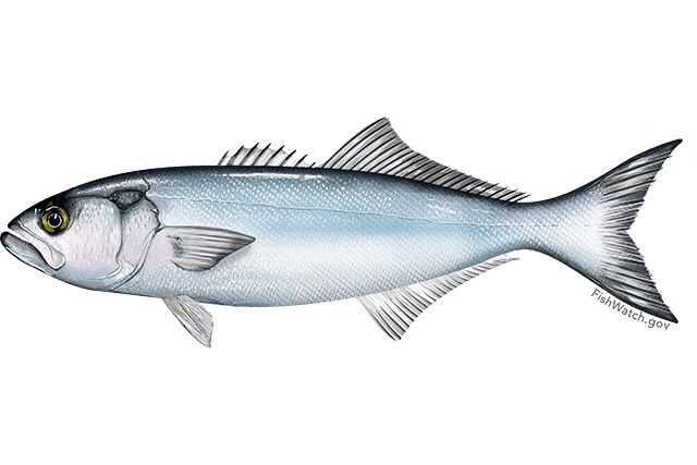 Bluefish