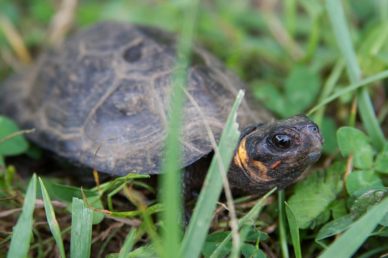 Bog Turtle