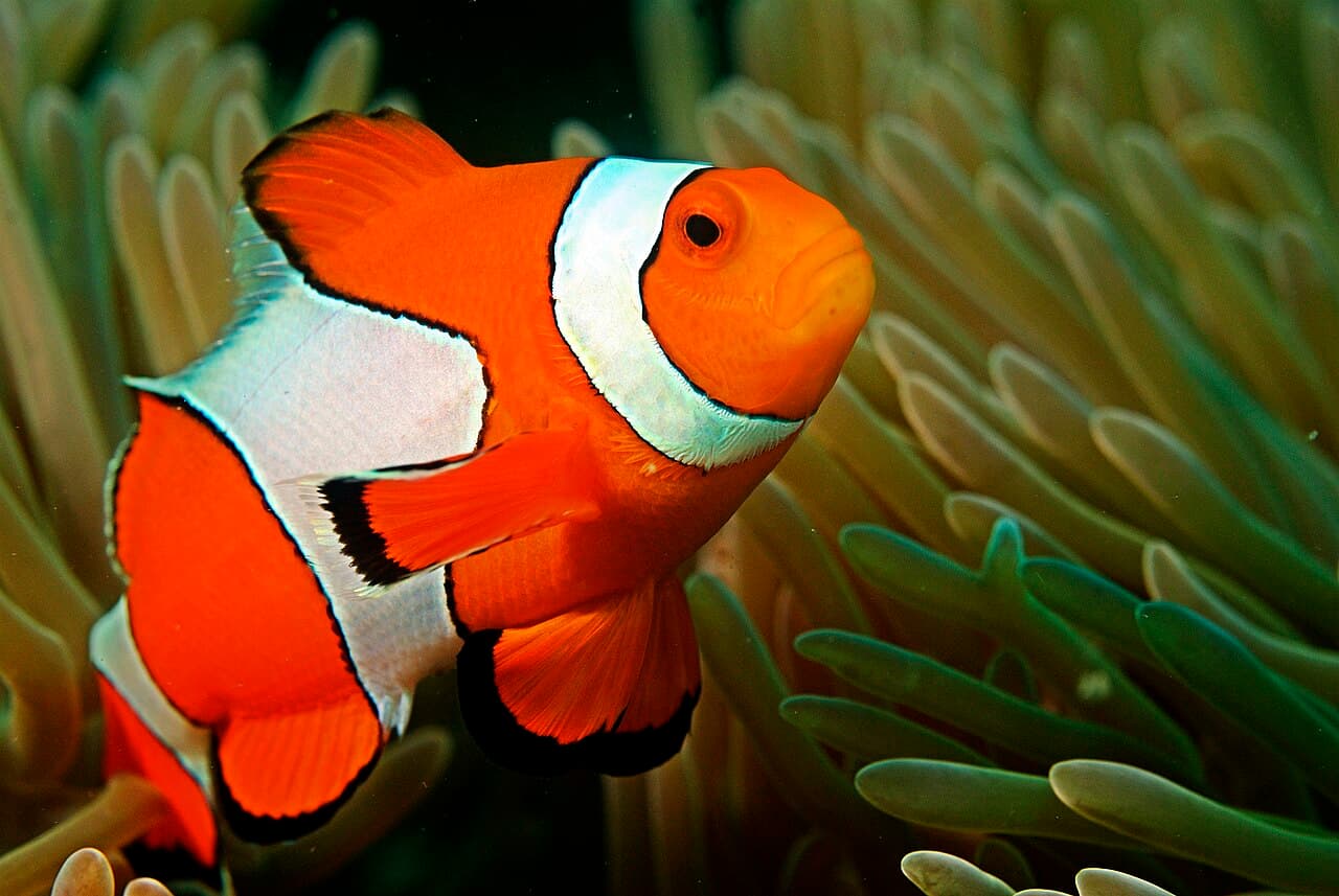 Clown Anemonefish