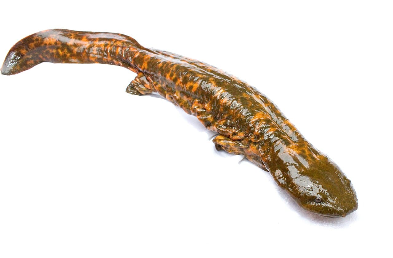 Eastern Hellbender