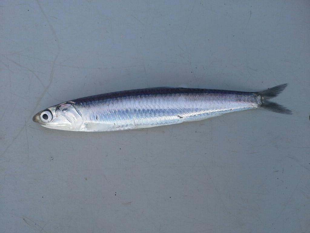 European Anchovy