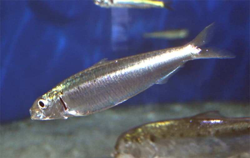 European Sardine