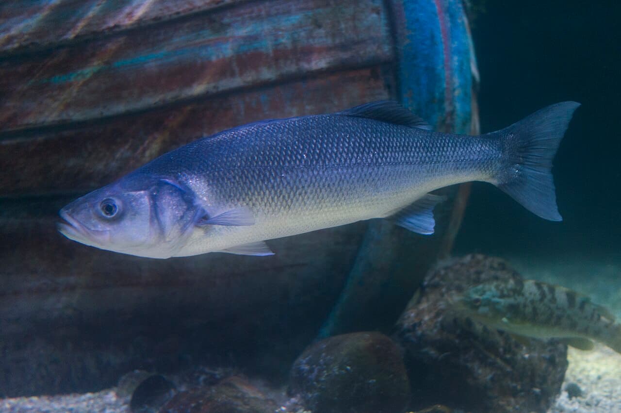 European Sea Bass