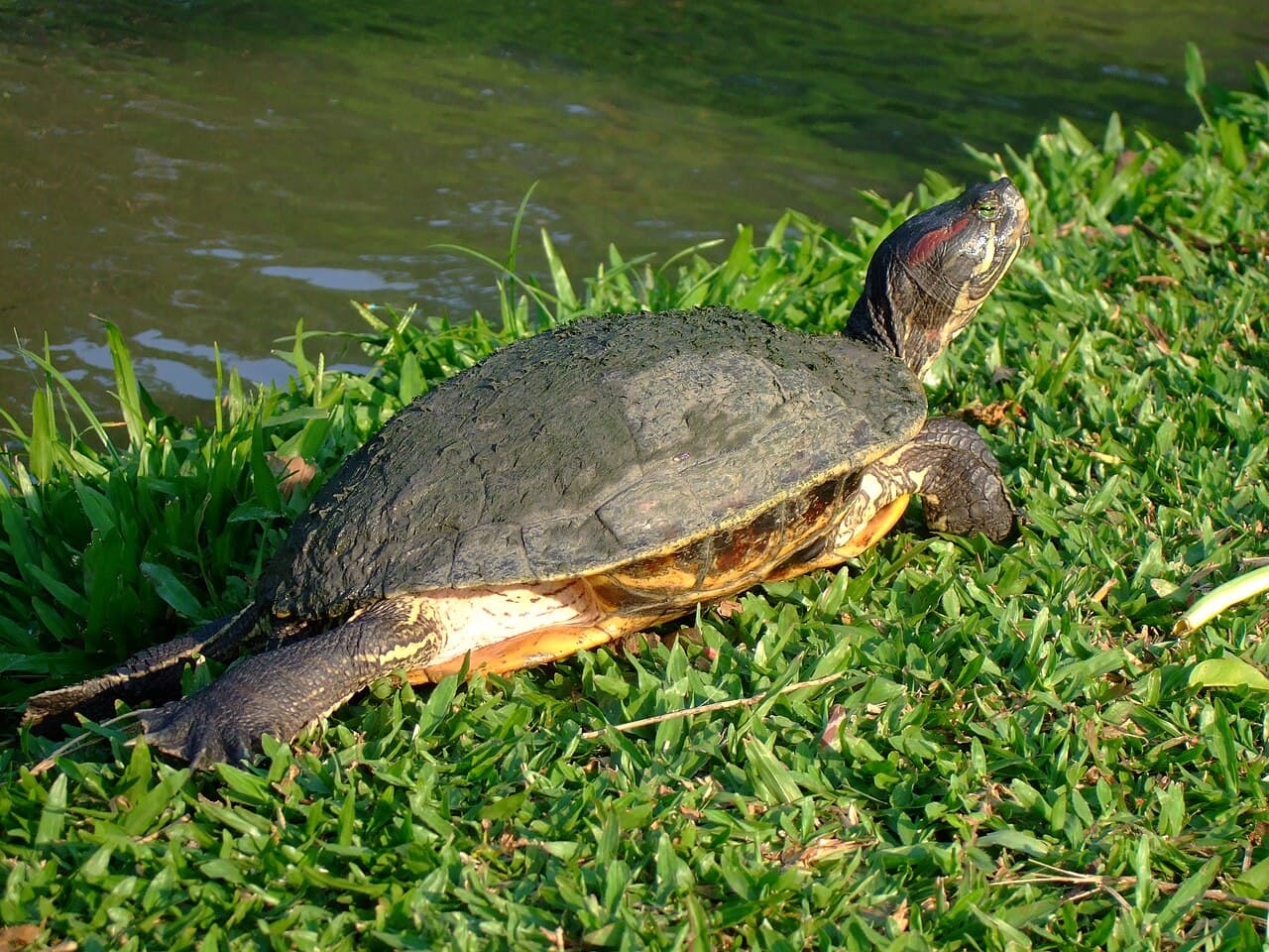 Red-eared Slider