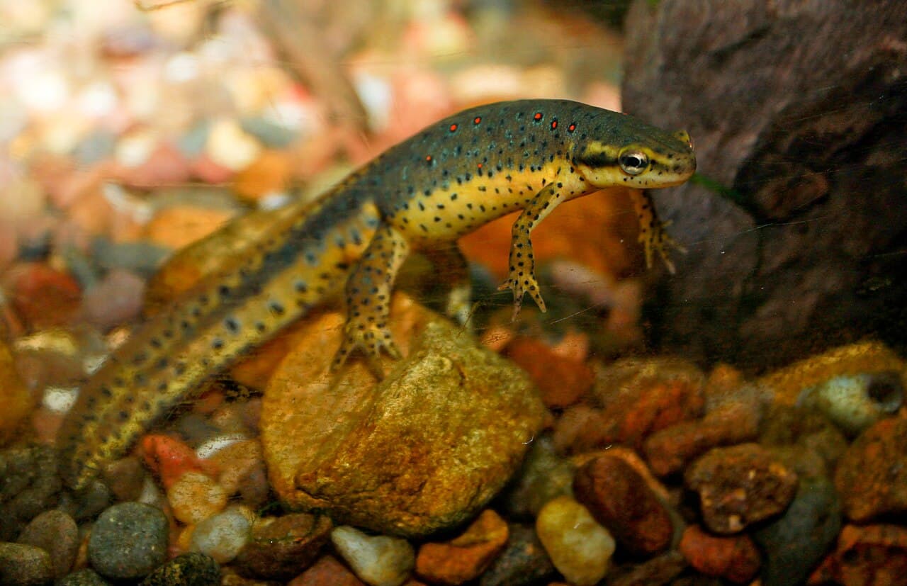Red-spotted Newt