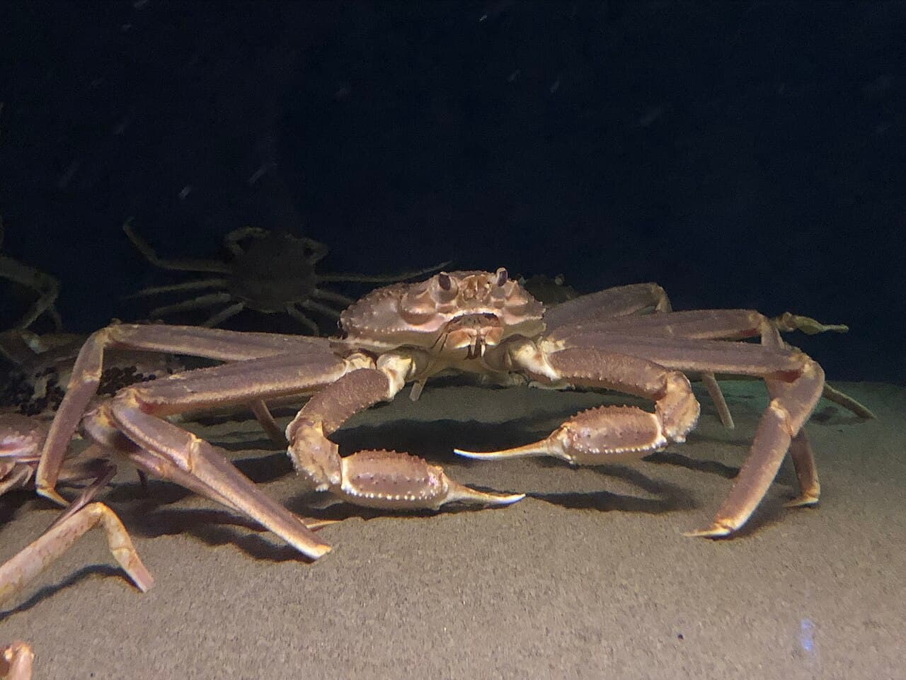 Snow Crab