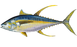 Yellowfin Tuna