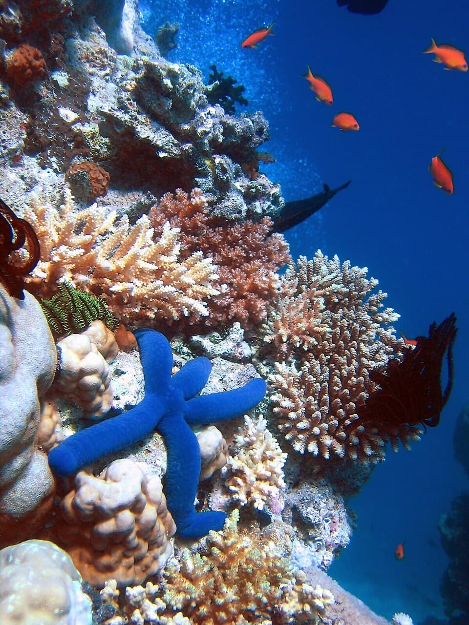 A coral reef with fish